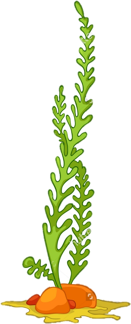 Algae Seaweed Aquatic Plants Clip Art - Algae Vector (825x1173)