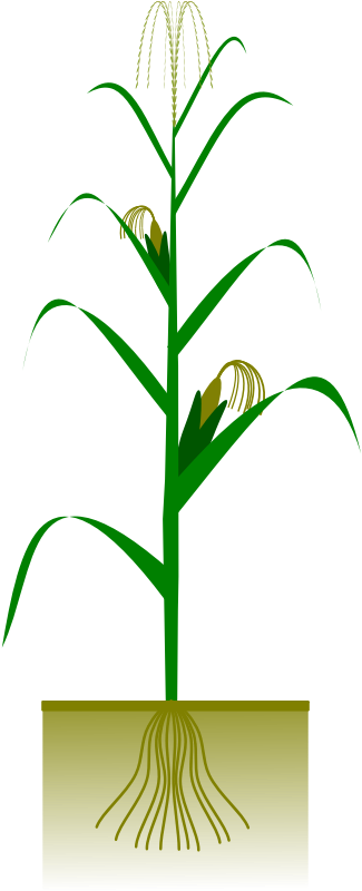 Botany Pictures - Corn Plant Free Vector (800x800)