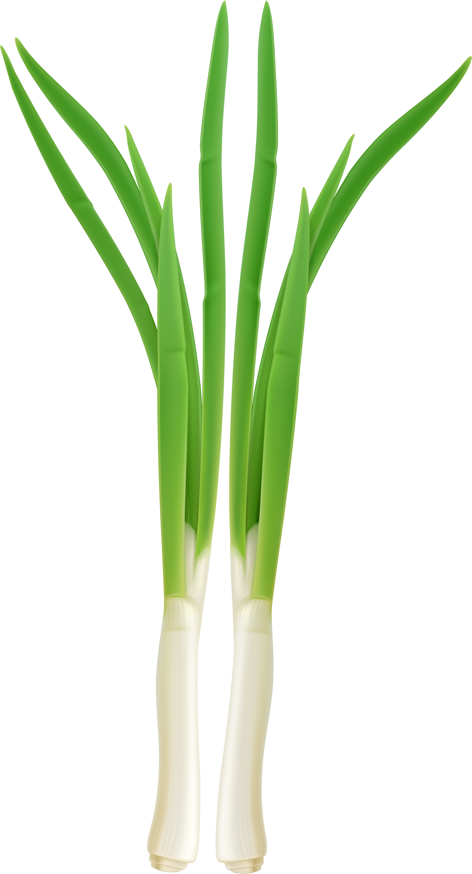 Onion Clipart Onion Plant - Green Onion Clipart Png (1621x3000)