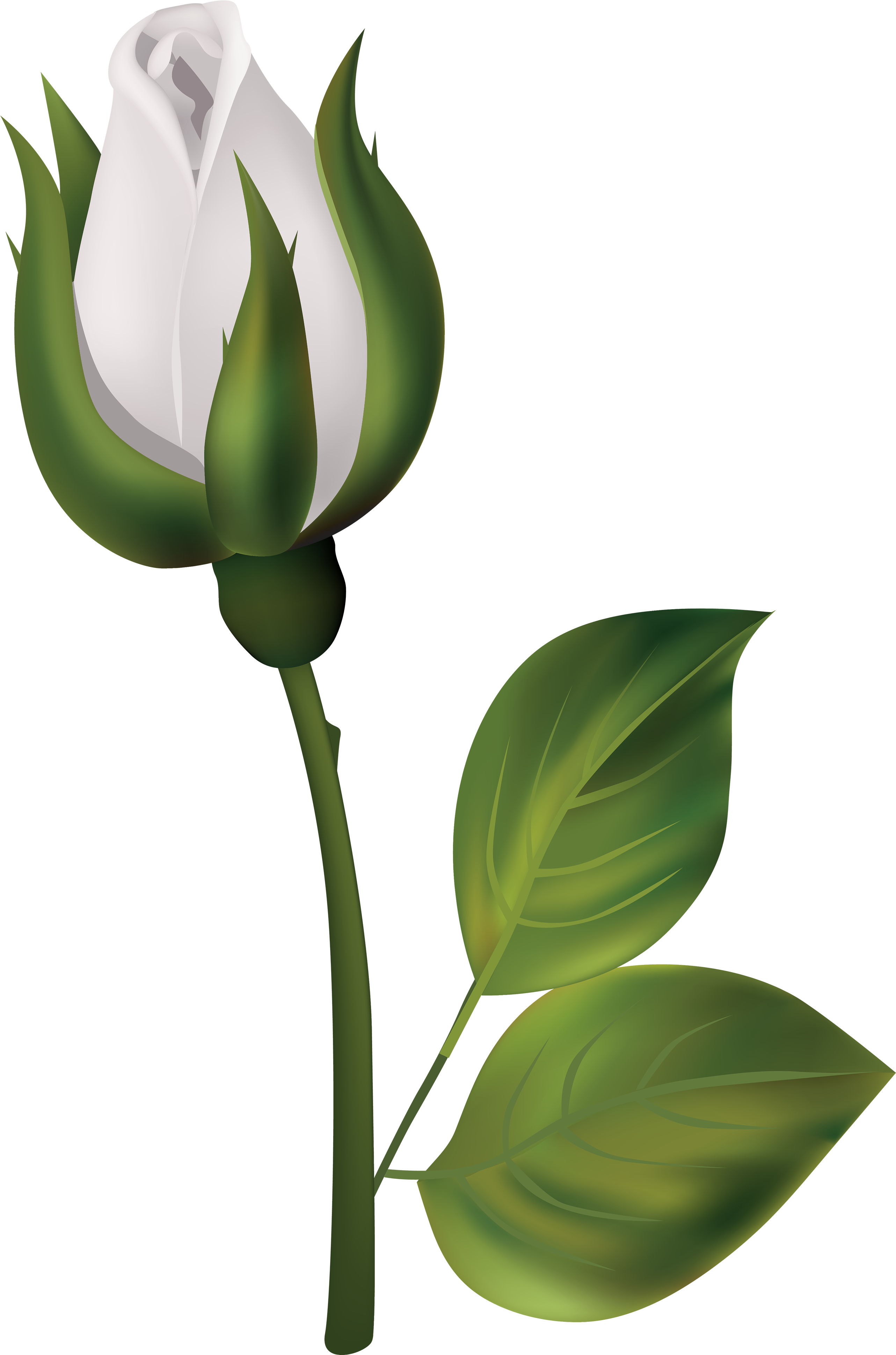 White Rose Bud Png Clipart - White Rose Bud Png (2644x4000)