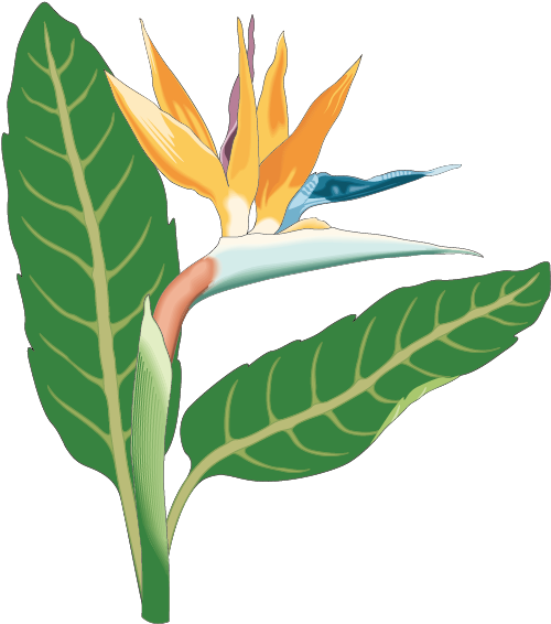 Bird Of Paradise Bird Of Paradise Flower Clip Art - Free Flower Clipart (842x596)