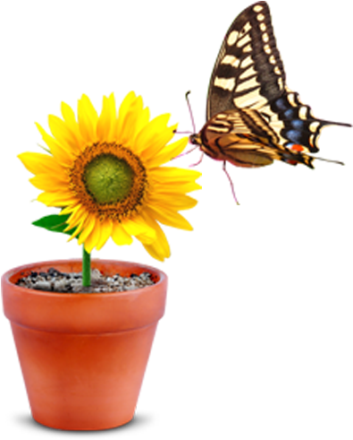 Monarch Butterfly Flowerpot - Monarch Butterfly Flowerpot (600x600)