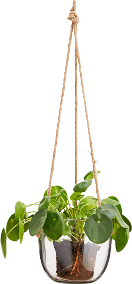 Hanging Glass Plant Pot Natural Cord - Hanging Glass Plant Png (600x600)