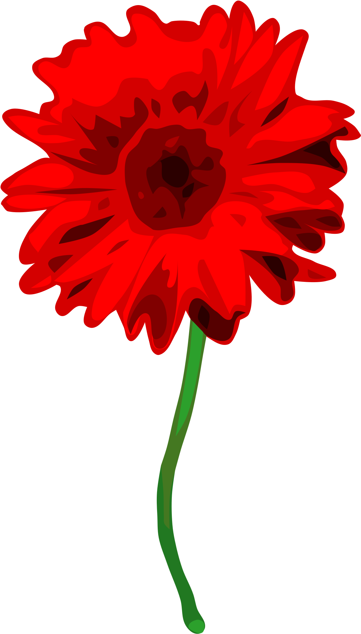 Gerbera Clipart Small - Carnation On White Background (1806x2400)