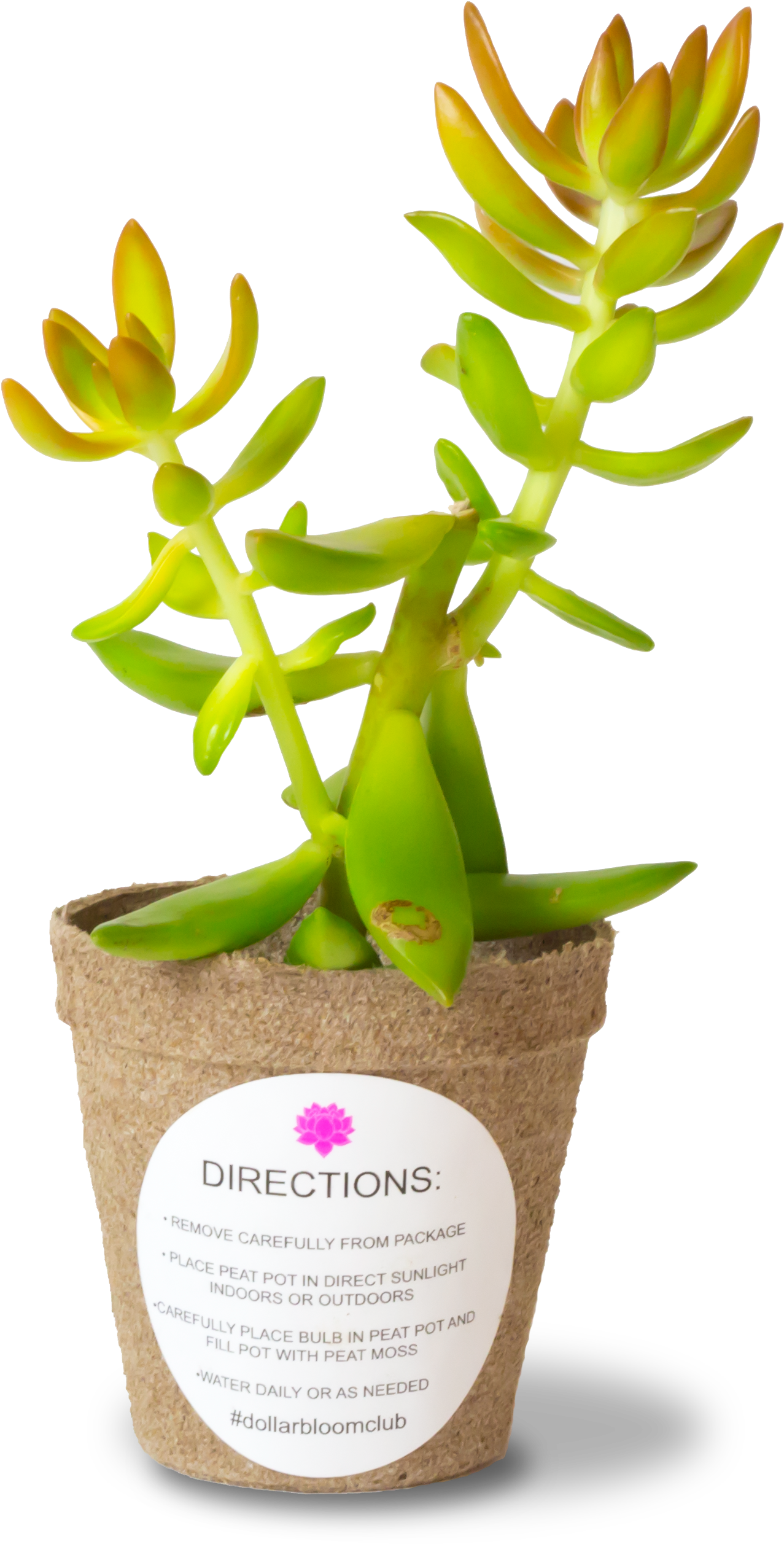 Dollar Bloom Club's Rare Tropical Succulents - Flowerpot (2925x2925)