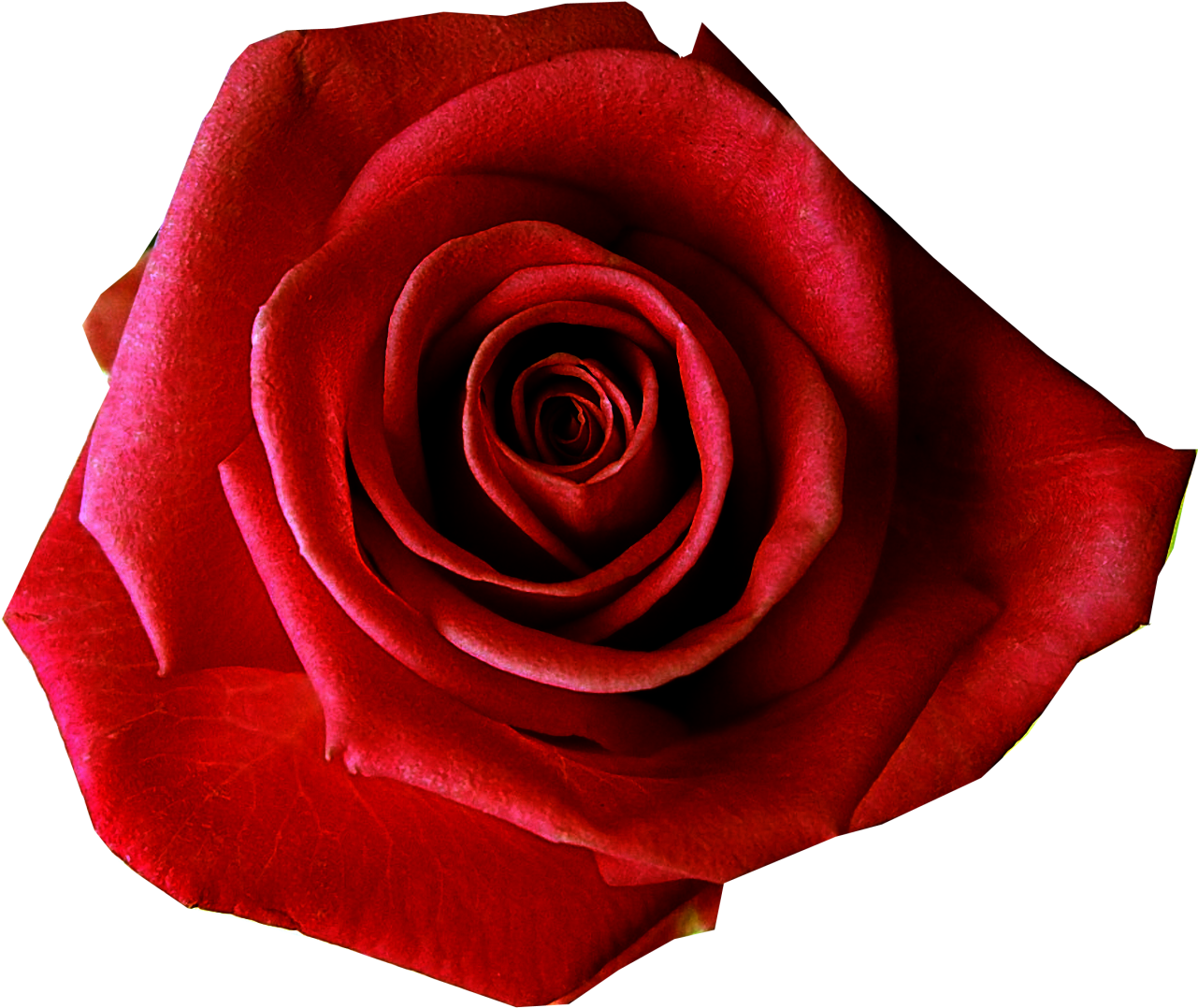 Roses Images Free - Red Rose No Background (1280x1085)