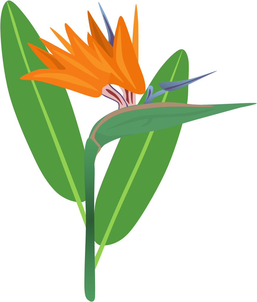 Bird Of Paradise Flower By Adamzt2 On Deviantart - Birds Of Paradise Png (865x1015)
