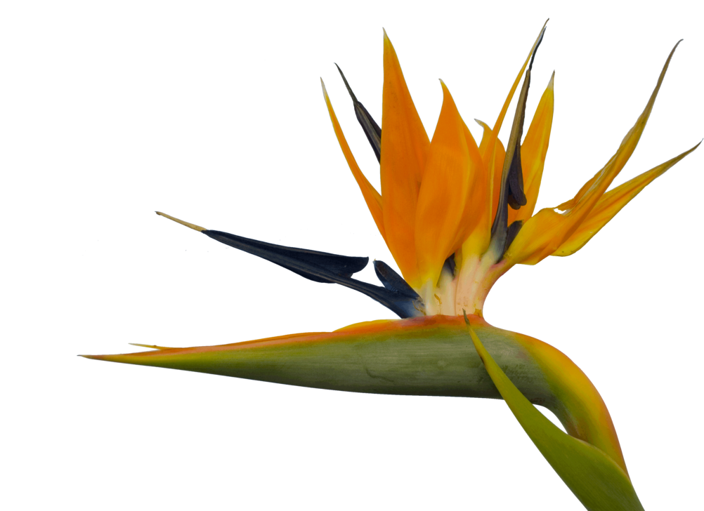 Paradise Clipart - Birds Of Paradise Png (1092x731)