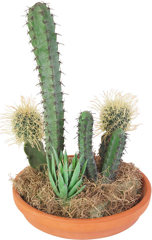 Cactaceae Succulent Plant Clip Art - Cactaceae Succulent Plant Clip Art (1000x1000)