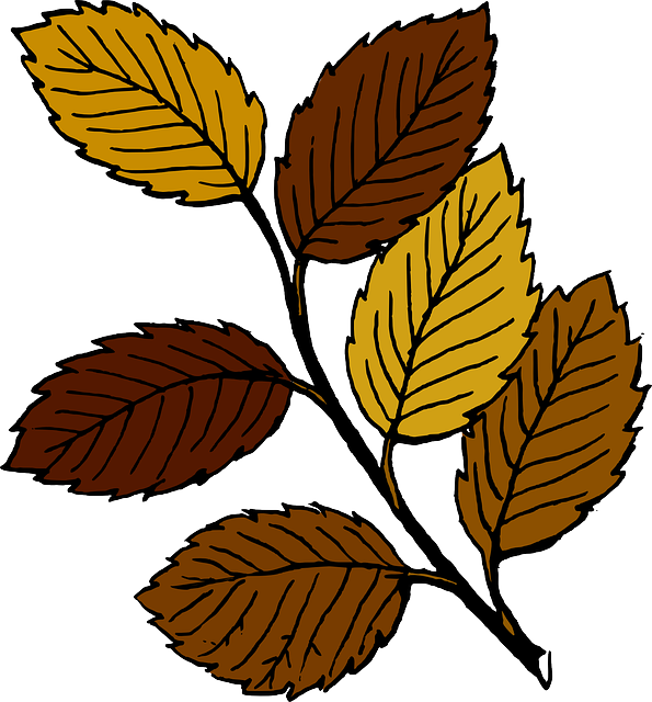 Dead, Fall, Drawing, Leaf, Tree, Branches, Cartoon - Leaves Clip Art (595x640)