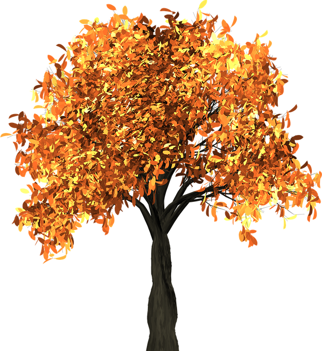 Apricot Tree And The Seasons - Chestnut Tree Autumn Clipart (662x720)