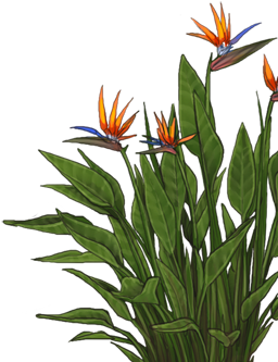 Bird Of Paradise (640x500)