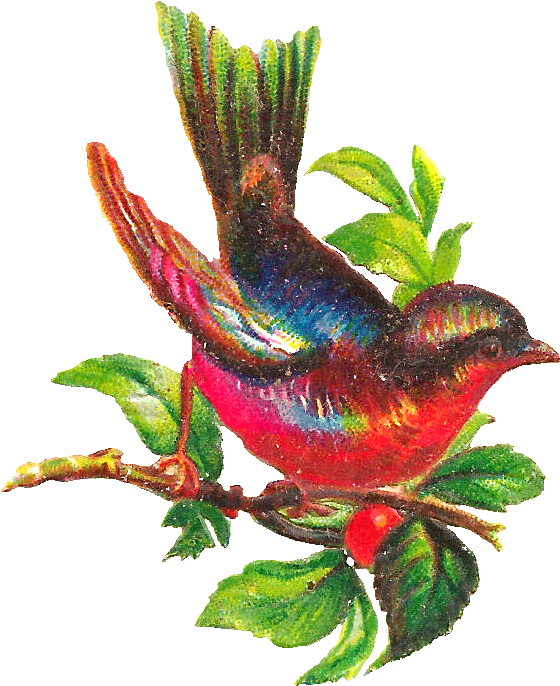 Beautiful Bird Clipart (739x858)