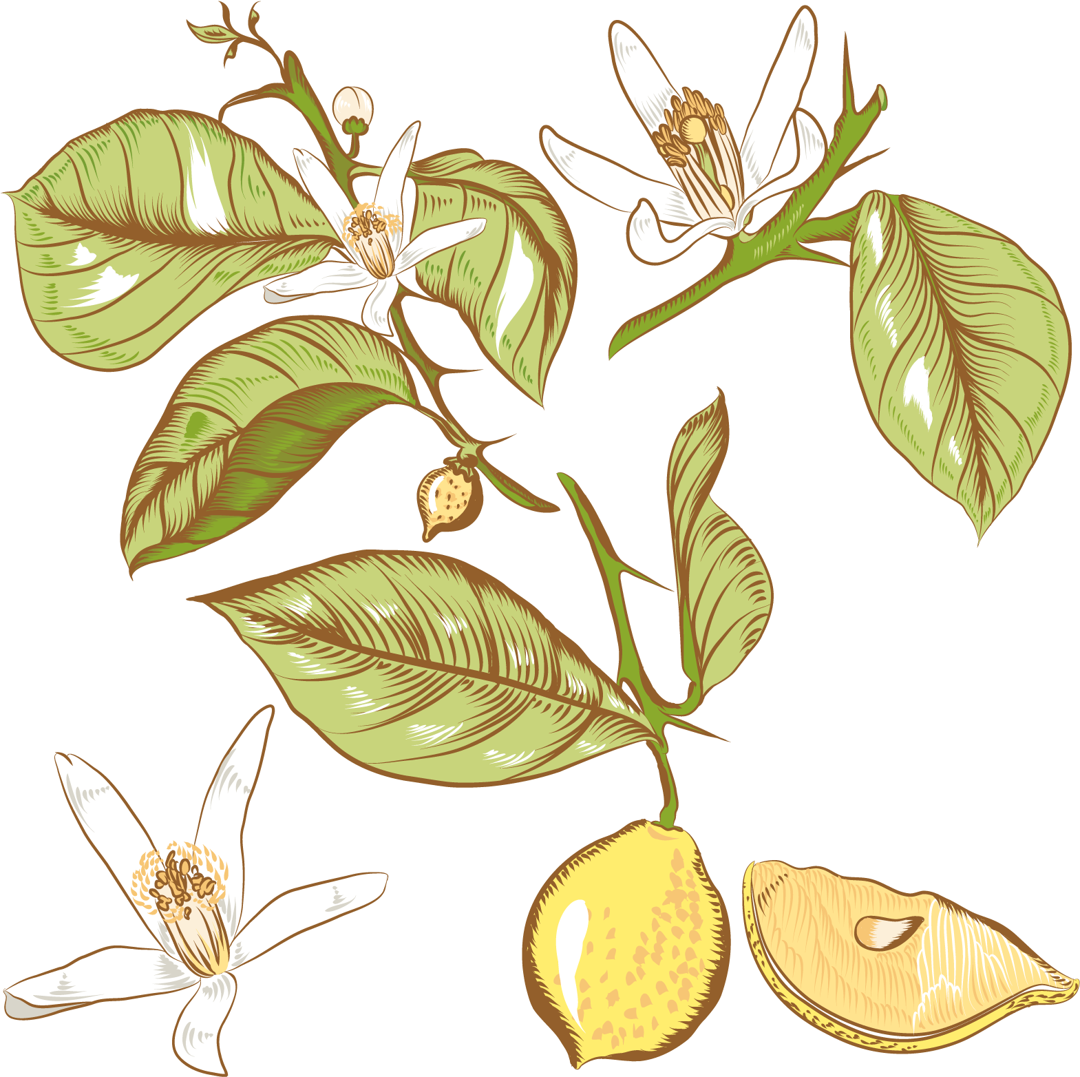 Lemon Flower Drawing Royalty - Lemon Tree Png Арт (1600x1600)