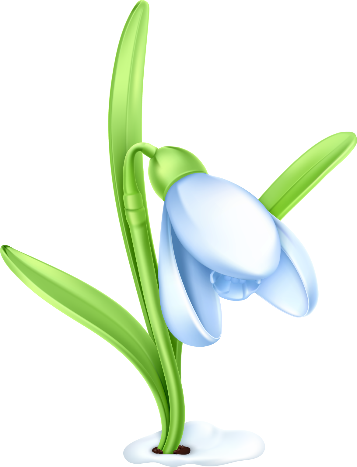 Snowdrop Clip Art - Snowdrop Clipart (1173x1537)