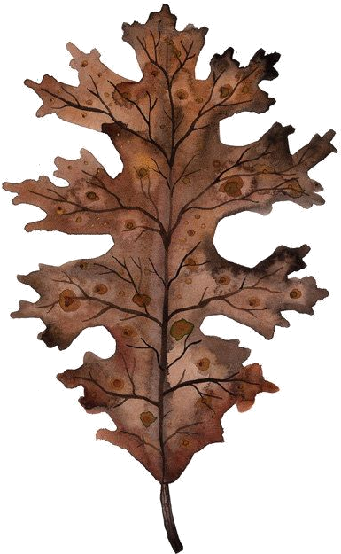 Explore Illustration Flower, Leaf Art, And More - Watercolor Painting (570x713)