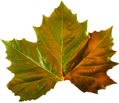 Several Fall Leaves Clipart - Maple Leaf (413x359)