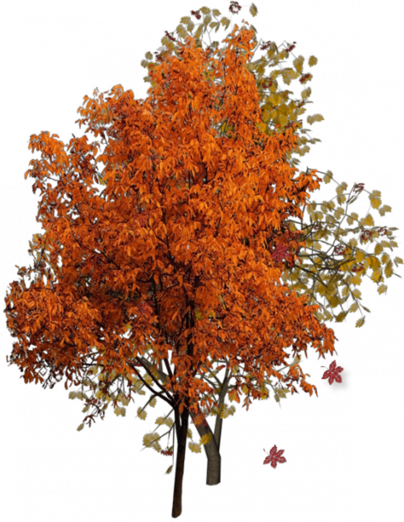 Belle - Fall Tree Png (800x1035)