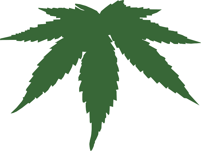 Icon, Fall, Pumpkin, Outline, Symbol, Drawing - Weed Leaf Transparent Background (640x481)