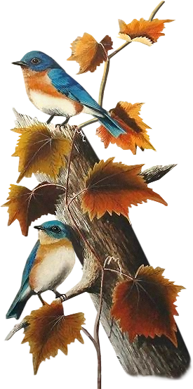 Draw - Bird (275x553)