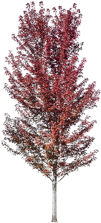 A Beautiful Red-leafed Tree Image Standing With The - Canoe Birch (450x450)