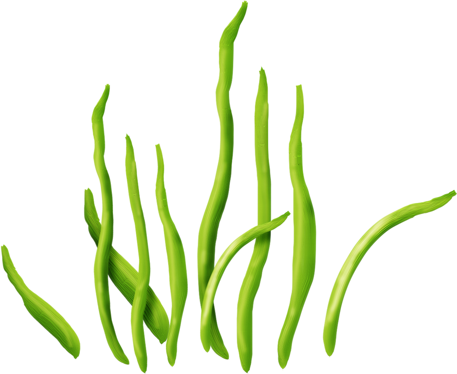 Seaweed Aquatic Plants Clip Art - Portable Network Graphics (1314x1080)