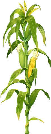 Maize Corn On The Cob Plant Drawing Clip Art - Corn Stalk (509x507)