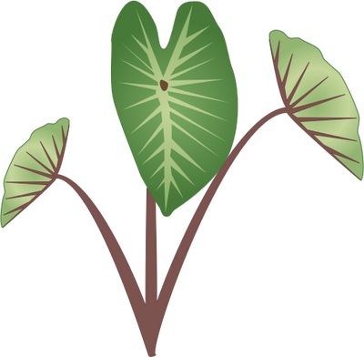 Taro Plant Drawing - Taro Plant Clipart (400x392)
