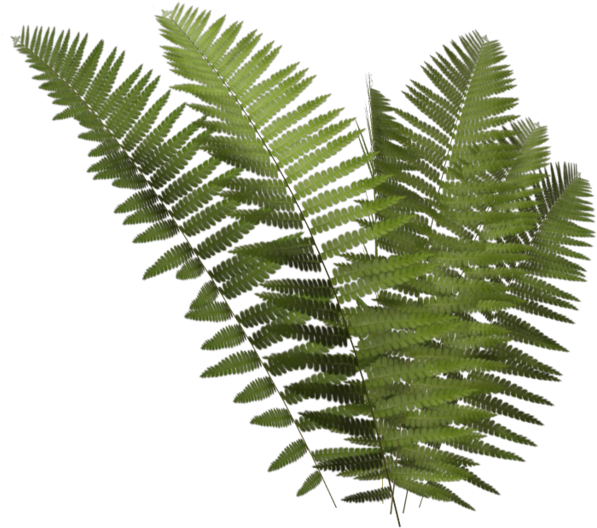 Leptosporangiate Fern Plant Clip Art - Leptosporangiate Fern Plant Clip Art (1024x639)