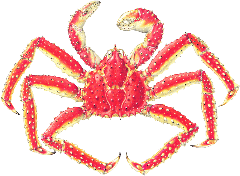 King Crab Drawing At Getdrawings Com Free For Personal - Japanese Spider Crab Labeled (800x590)