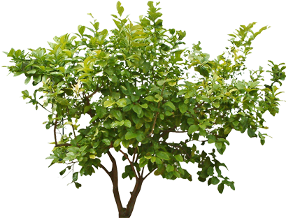 Shrub Plant Clip Art - Aluminum Lightning Charging Stand (600x500)