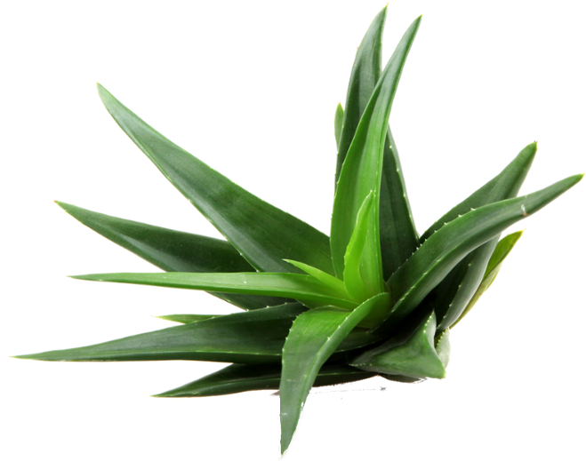 Aloe Png Clipart Png Mart - Tipos De Aloe Vera (696x534)