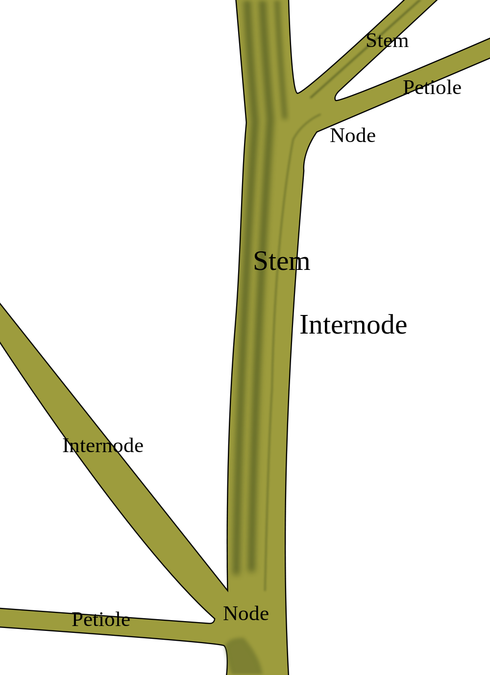 Plant Stem Clipart - Stem Of A Plant (1000x1378)