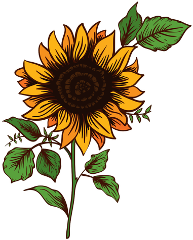 Sunflower Drawing - Girasoles Png (512x512)