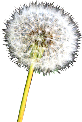 Dandelion Clip Art - Dandelion (299x428)