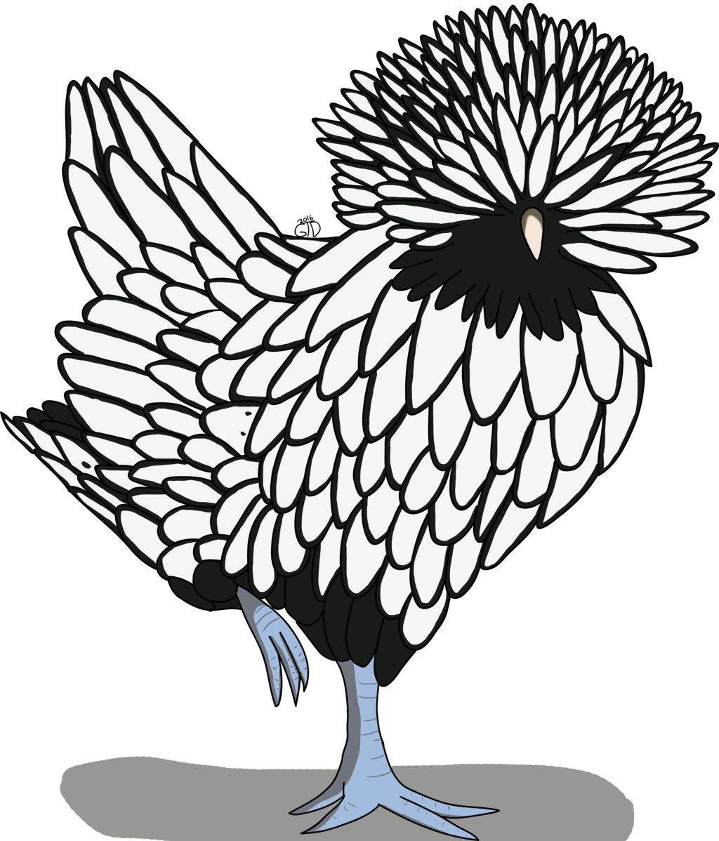 Polish Chicken - Polish Chicken Drawing (1024x1198)