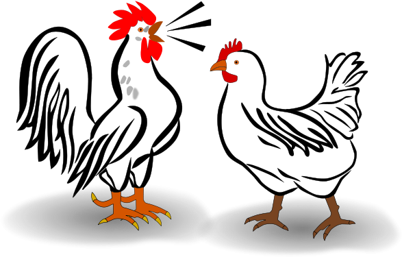 Pin Chicken Pictures Clip Art - Rooster And Hen Shower Curtain (800x566)