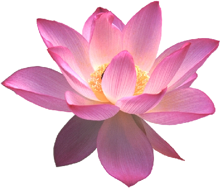Blue Flower Clipart Nelum Pencil And In Color Blue - Zen Garden Scentsy (456x391)