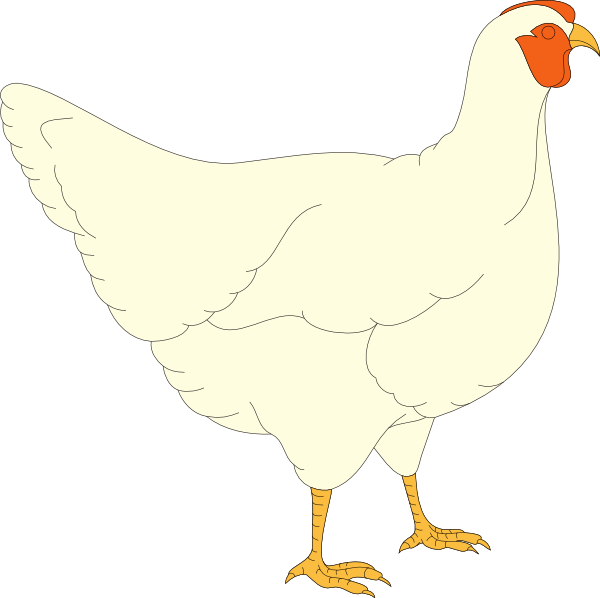 Tavuk Resmi Çizimi Küçük (600x598)
