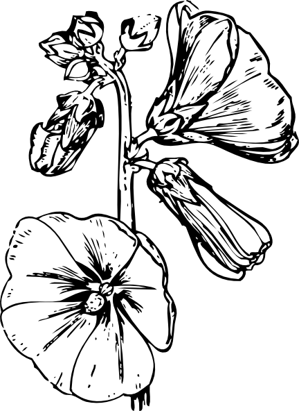 Morning Glory - Drawing (432x592)