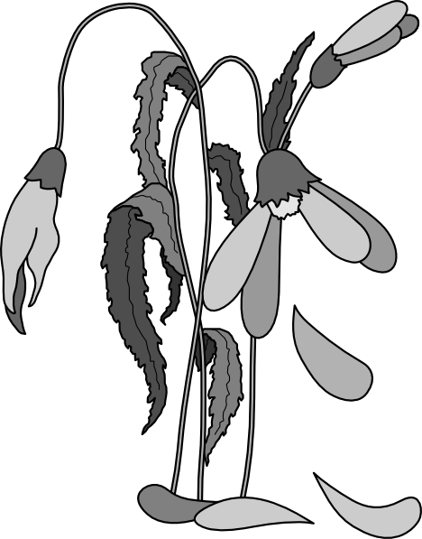 Wilted Flower Clip Art - Dead Flower Clipart (468x597)