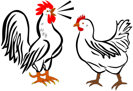 Rooster Hen Farm Animals Birds Chicken Pou - Hen And Rooster Cartoon (528x340)