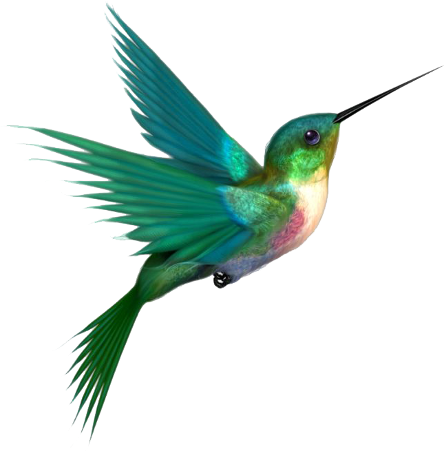 Hummingbird Png Transparent Images - Colors Of A Hummingbird (671x700)