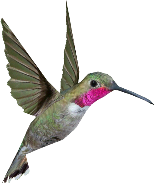 Broad-tailed Hummingbird - Hummingbird Png (606x606)