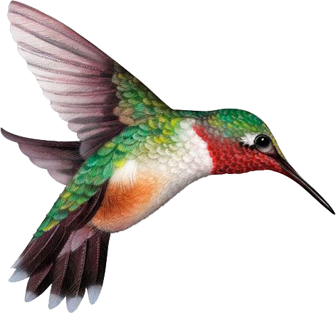 Heat And Drought Tolerant, Flowers Make Great Cuts - Hummingbird Illustration (472x442)