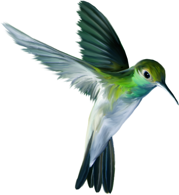 The Ruby-throated Hummingbird Flight - The Ruby-throated Hummingbird Flight (798x800)