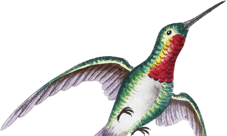 Ruby-throated Hummingbird (960x534)
