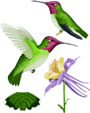 Insects - Bfunky Mobility Adjustable T Handle Walking Cane (322x403)