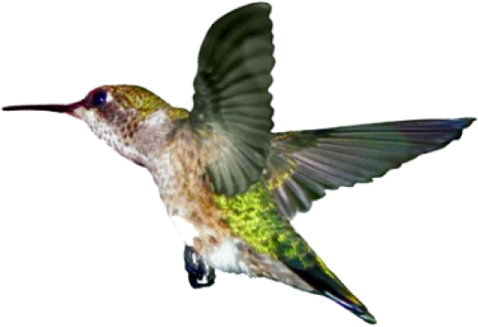 Ruby Throated Hummingbird (640x593)