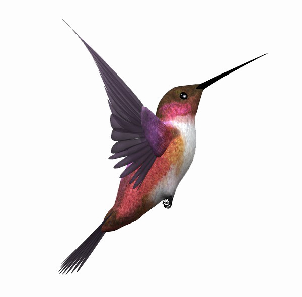 Kingfisher Bird Transparent Image - Flying Bird Bird Png (600x590)